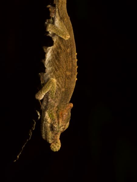 Deceptive Chameleon (Calumma fallax)