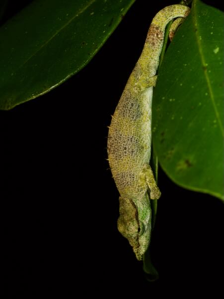 Ranomafana Nosed Chameleon (Calumma tjiasmantoi)