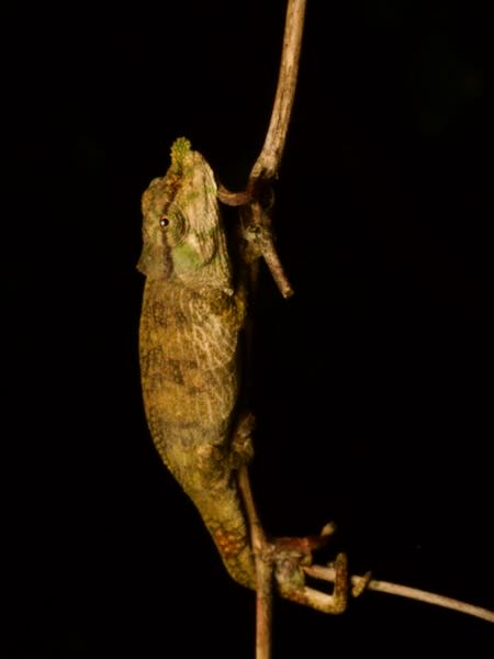 Ranomafana Nosed Chameleon (Calumma tjiasmantoi)