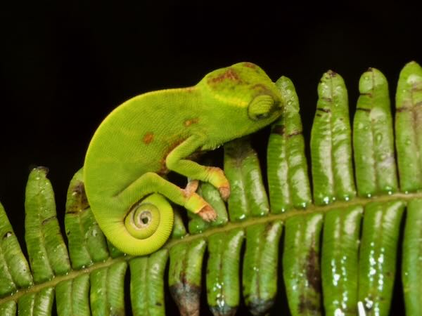 Canopy Chameleon (Furcifer willsii)