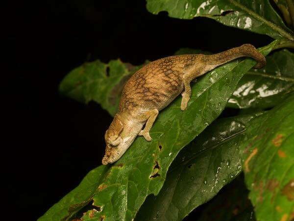 Ranomafana Nosed Chameleon (Calumma tjiasmantoi)