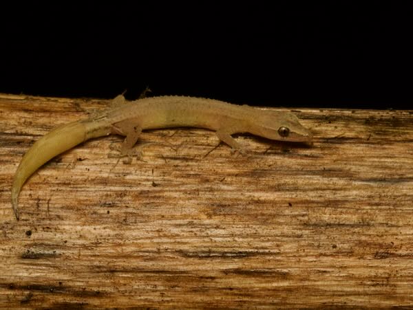 Boettger’s Clawless Gecko (Ebenavia boettgeri)