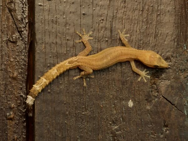 Boettger’s Clawless Gecko (Ebenavia boettgeri)