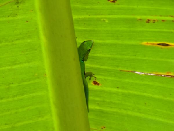 Peacock Day Gecko (Phelsuma quadriocellata quadriocellata)