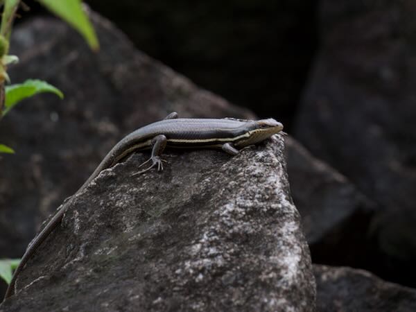 Gravenhorst’s Mabuya (Trachylepis gravenhorstii)