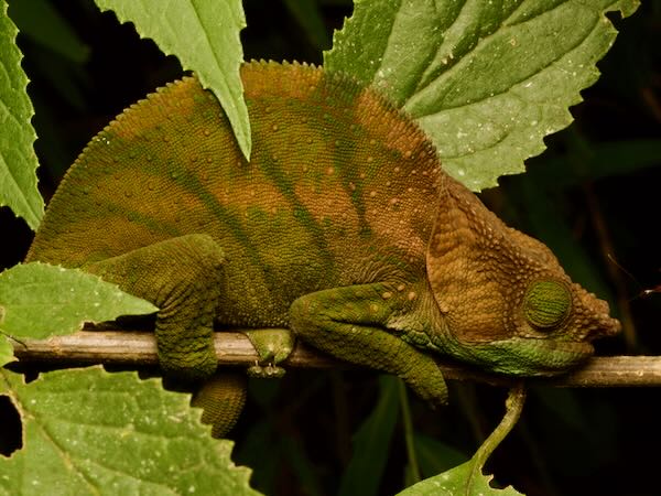 O’Shaugnessy’s Chameleon (Calumma oshaughnessyi)