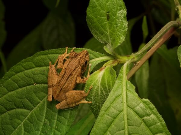 Ranomafana Grainy Frog (Gephyromantis ceratophrys)