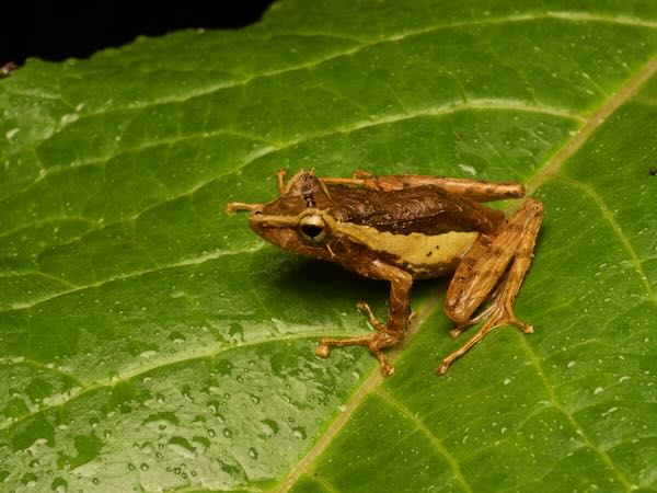 Tschenk’s Madagascar Frog (Gephyromantis tschenki)