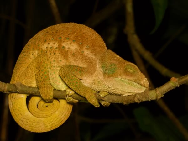 O’Shaugnessy’s Chameleon (Calumma oshaughnessyi)