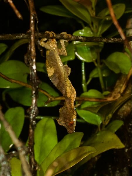 Satanic Leaf-tailed Gecko (Uroplatus phantasticus)