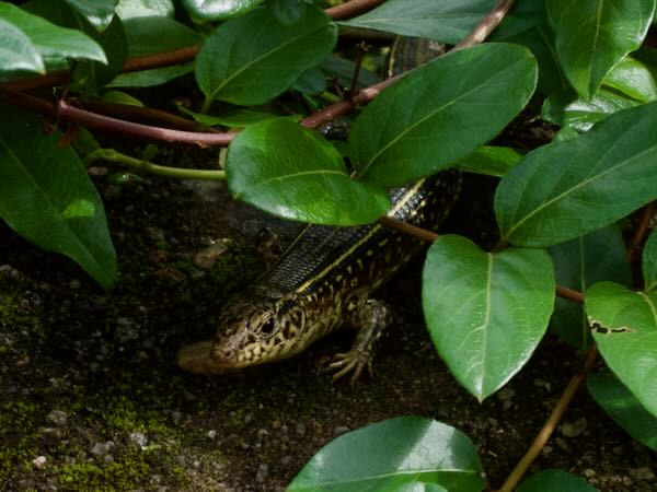 Ornate Girdled Lizard (Zonosaurus ornatus)