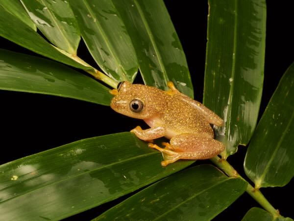 Starry Night Frog (Heterixalus alboguttatus)