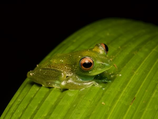 Elena’s Bright-eyed Frog (Boophis elenae)