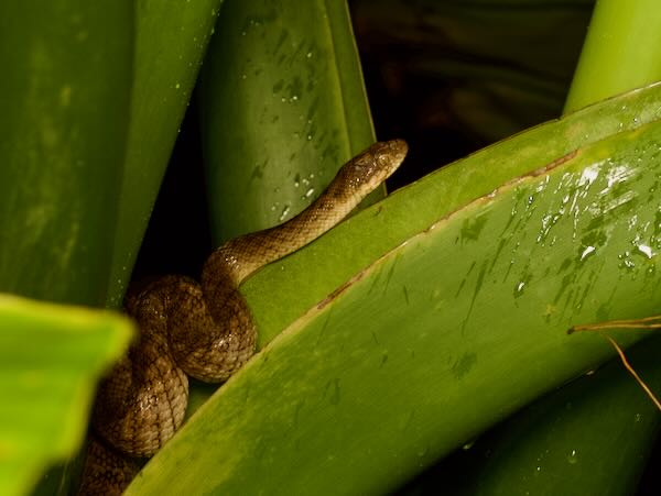 Malagasy Cat-eyed Snake (Madagascarophis colubrinus)