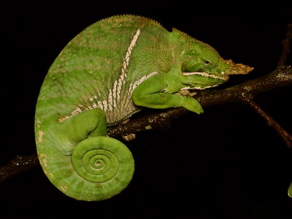 Two-banded Chameleon (Furcifer balteatus)