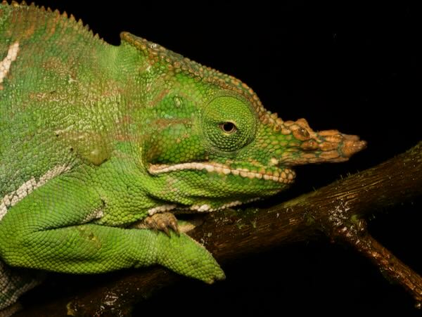 Two-banded Chameleon (Furcifer balteatus)