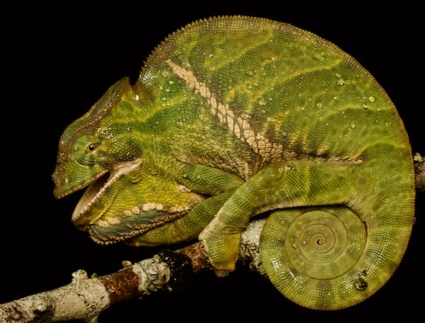 Two-banded Chameleon (Furcifer balteatus)