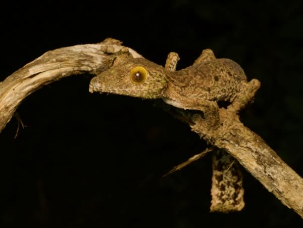 Southeastern Lowland Leaf-tailed Gecko (Uroplatus sameiti)