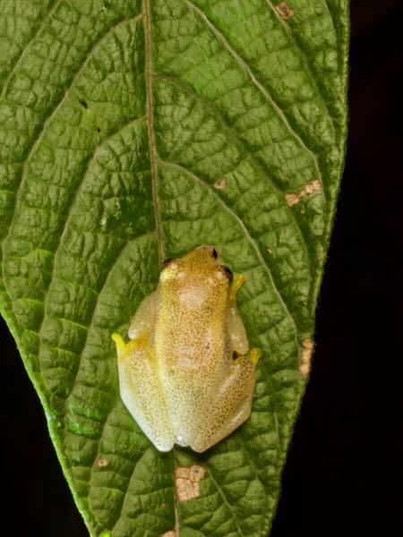 Betsileo Reed Frog (Heterixalus betsileo)