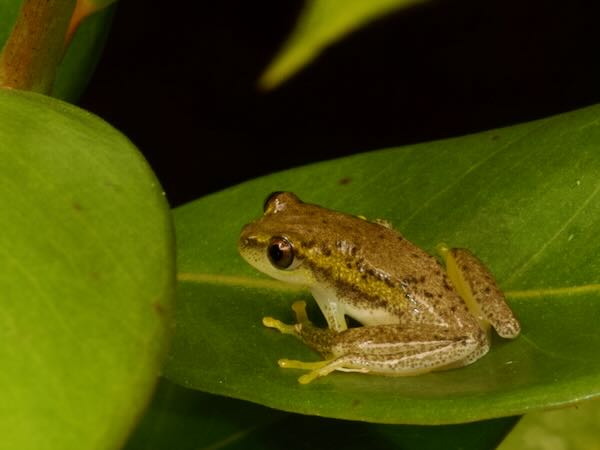 Betsileo Reed Frog (Heterixalus betsileo)