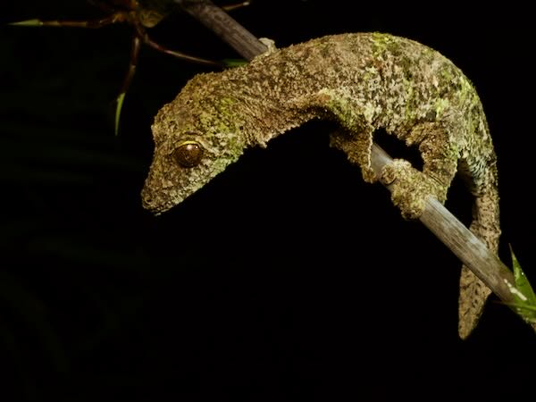 Southeastern Lowland Leaf-tailed Gecko (Uroplatus sameiti)