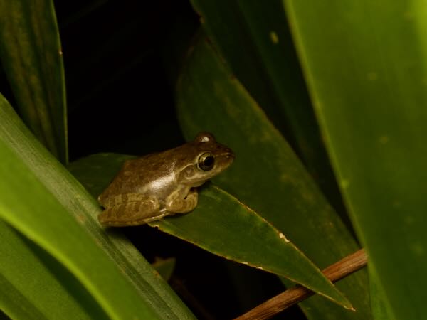 Dumeril’s Bright-eyed Frog (Boophis tephraeomystax)