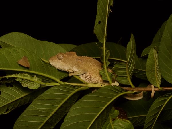 Oustalet’s Chameleon (Furcifer oustaleti)