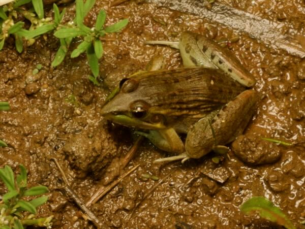 Mascarene Ridged Frog (Ptychadena mascareniensis)