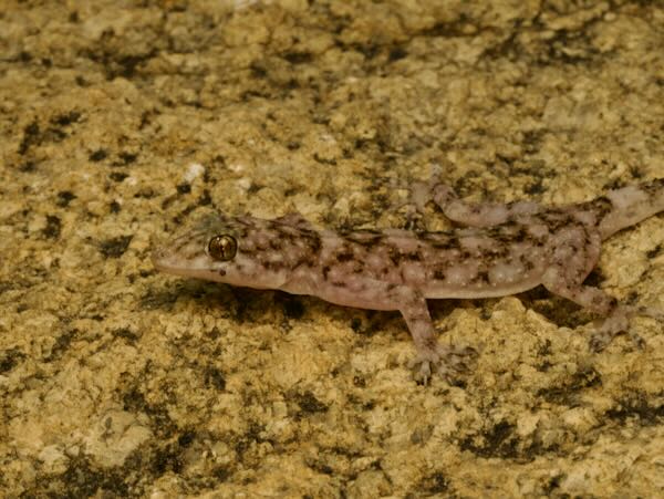 Anja Half-padded Gecko (Paragehyra felicitae)