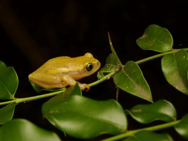 Betsileo Reed Frog (Heterixalus betsileo)