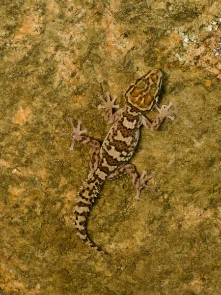 Kirindy Leaf-toed Gecko (Paroedura rennerae)