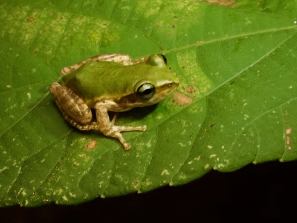 Dumeril’s Bright-eyed Frog (Boophis tephraeomystax)