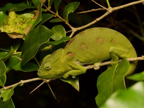 Oustalet’s Chameleon (Furcifer oustaleti)