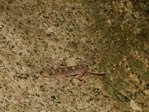 Anja Half-padded Gecko (Paragehyra felicitae)