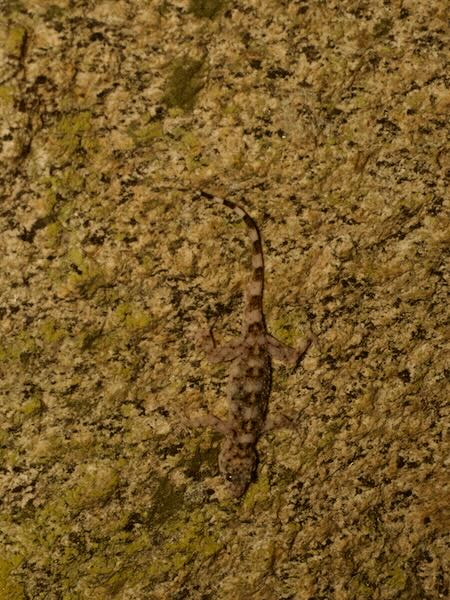 Anja Half-padded Gecko (Paragehyra felicitae)