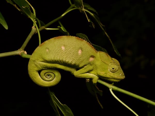 Oustalet’s Chameleon (Furcifer oustaleti)