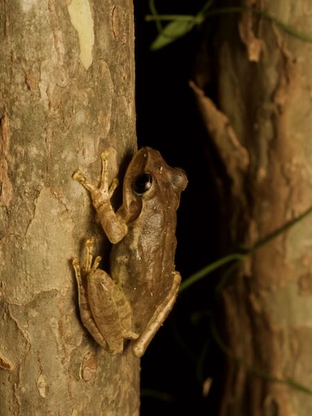 Dumeril’s Bright-eyed Frog (Boophis tephraeomystax)