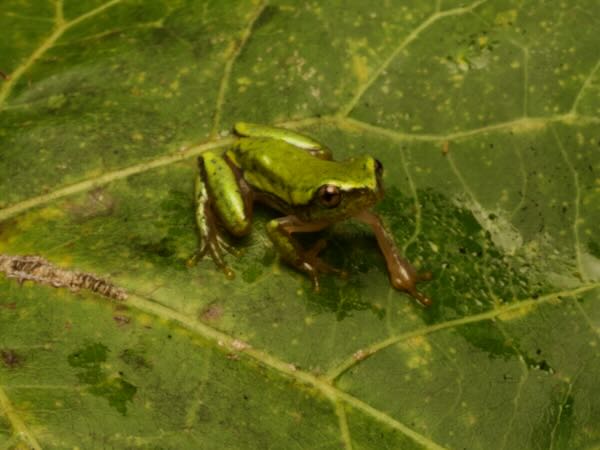 Betsileo Reed Frog (Heterixalus betsileo)