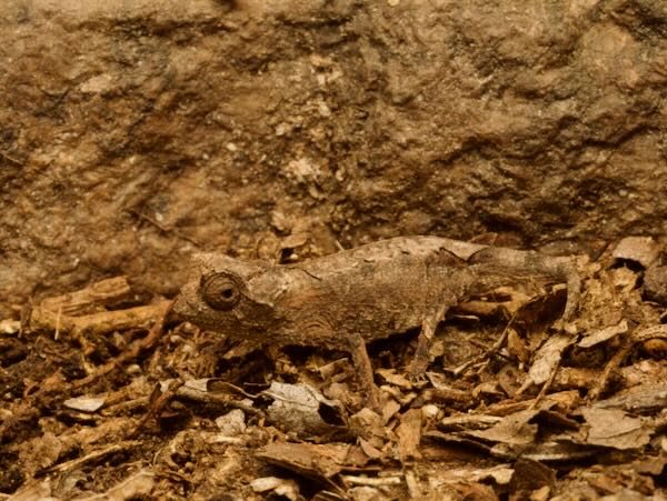 Anja Reserve Stub-tailed Chameleon (Brookesia brunoi)