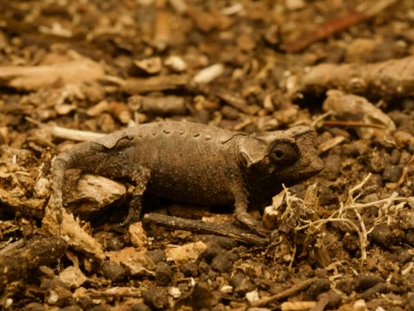 Anja Reserve Stub-tailed Chameleon (Brookesia brunoi)