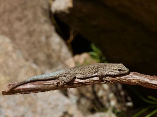 Anja Day Gecko (Phelsuma gouldi)