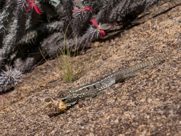 Dumeril’s Madagascar Swift (Oplurus quadrimaculatus)