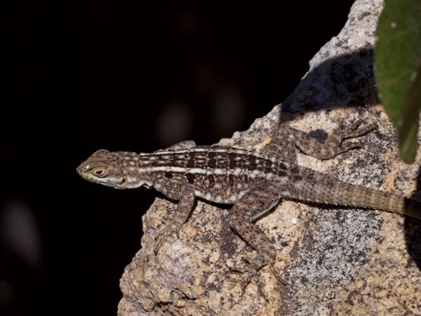 Dumeril’s Madagascar Swift (Oplurus quadrimaculatus)