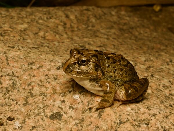 Madagascar Bullfrog (Laliostoma labrosum)