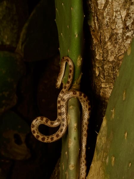 unidentified species (Lycodryas Anja)