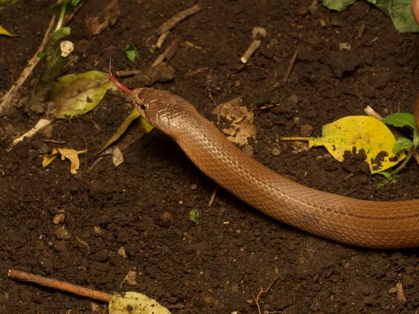 Striped Brook Snake (Pseudoxyrhopus quinquelineatus)