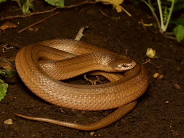 Striped Brook Snake (Pseudoxyrhopus quinquelineatus)