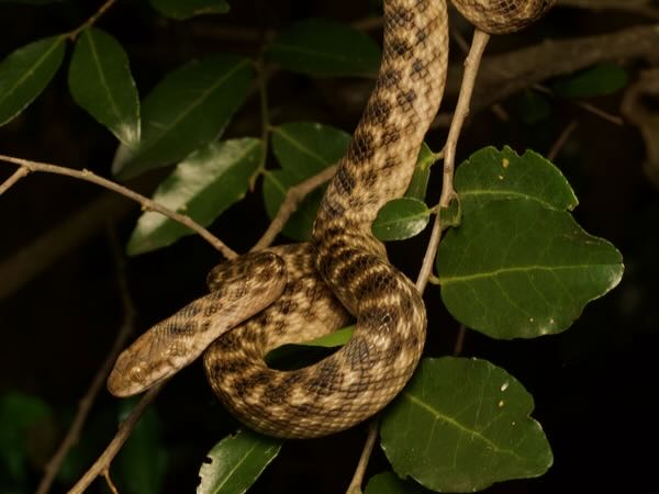 Malagasy Cat-eyed Snake (Madagascarophis colubrinus)