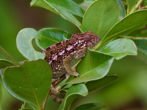 Southern Carpet Chameleon (Furcifer major)