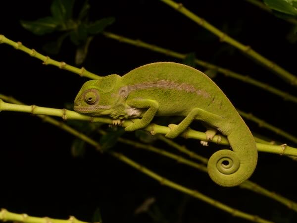 Southern Carpet Chameleon (Furcifer major)